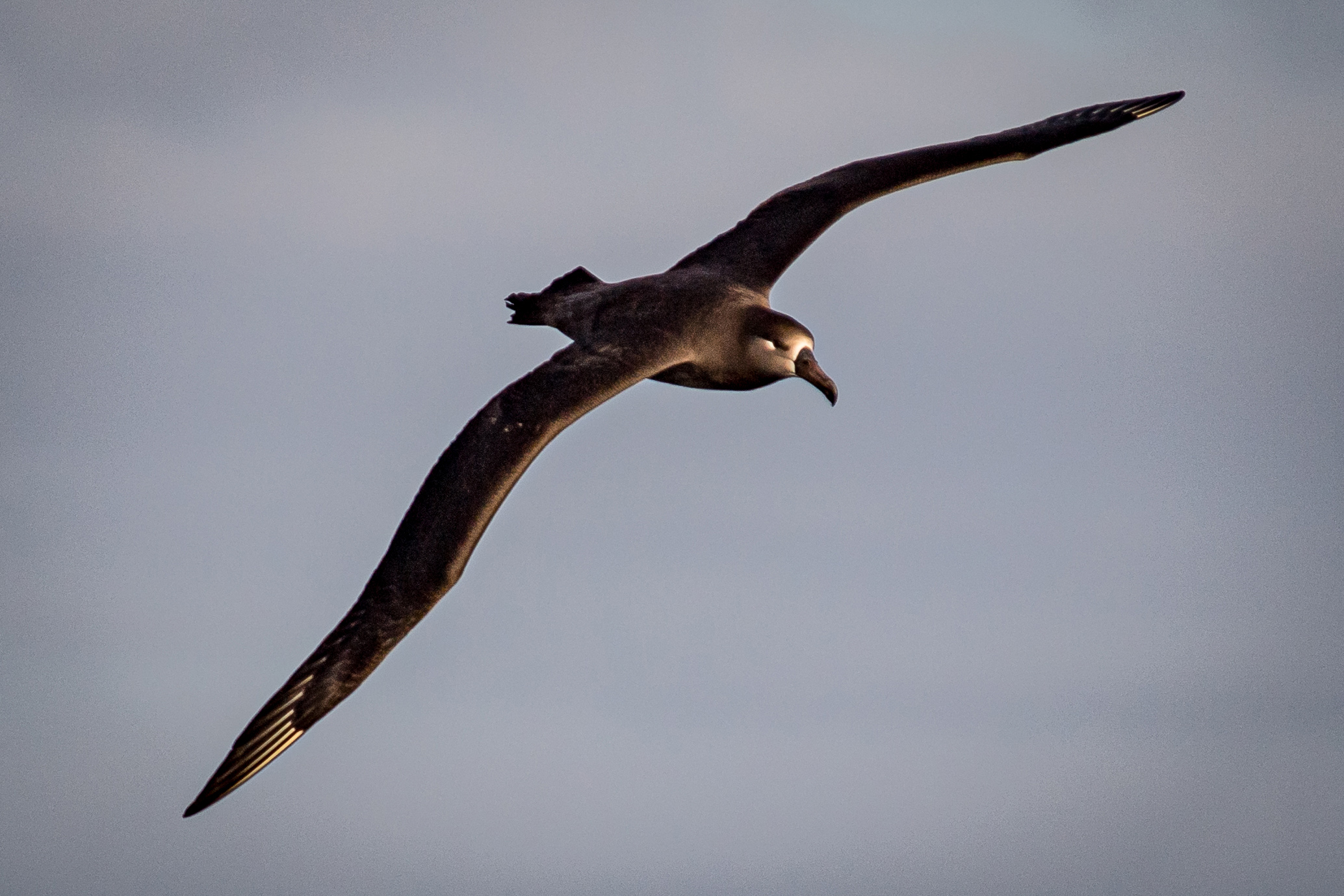 Albatros patas negras adulto, en aguas cercanas a Isla Guadalupe. © GECI / J.A. Soriano