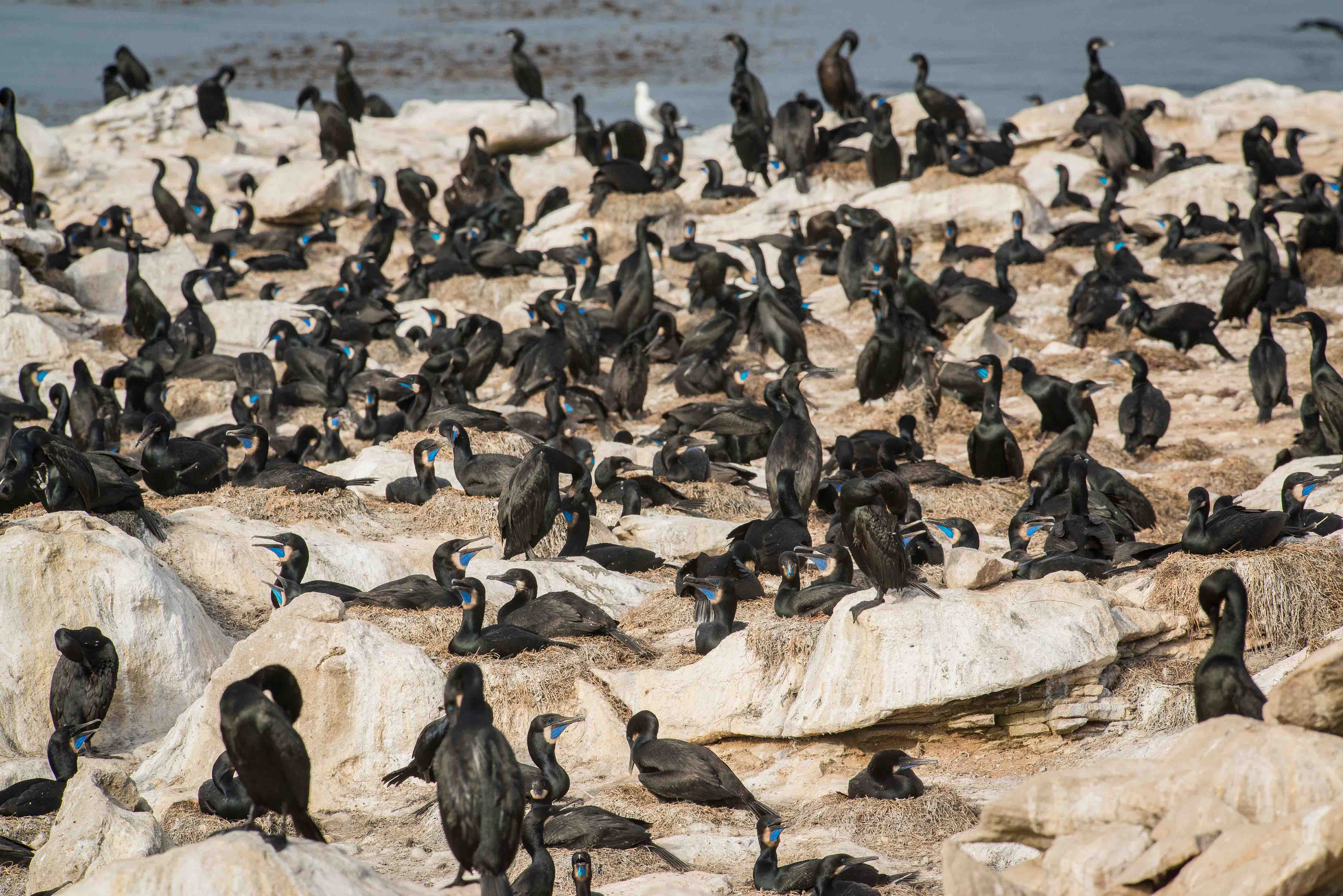 Colonia de cormoran de Brandt en Isla San Jerónimo. © GECI / J.A. Soriano