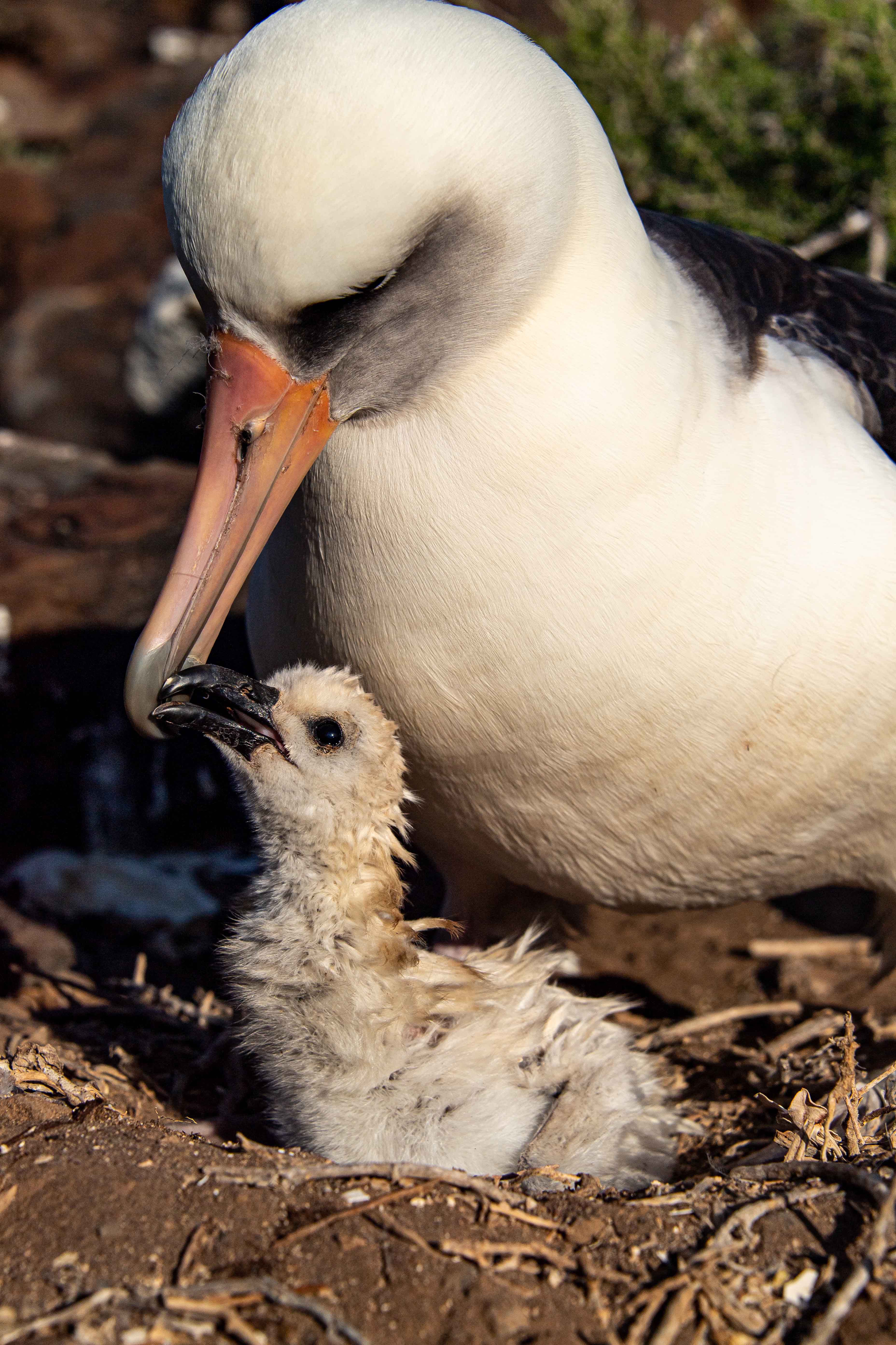 Albatros de Laysan y cría de albatros patas negras