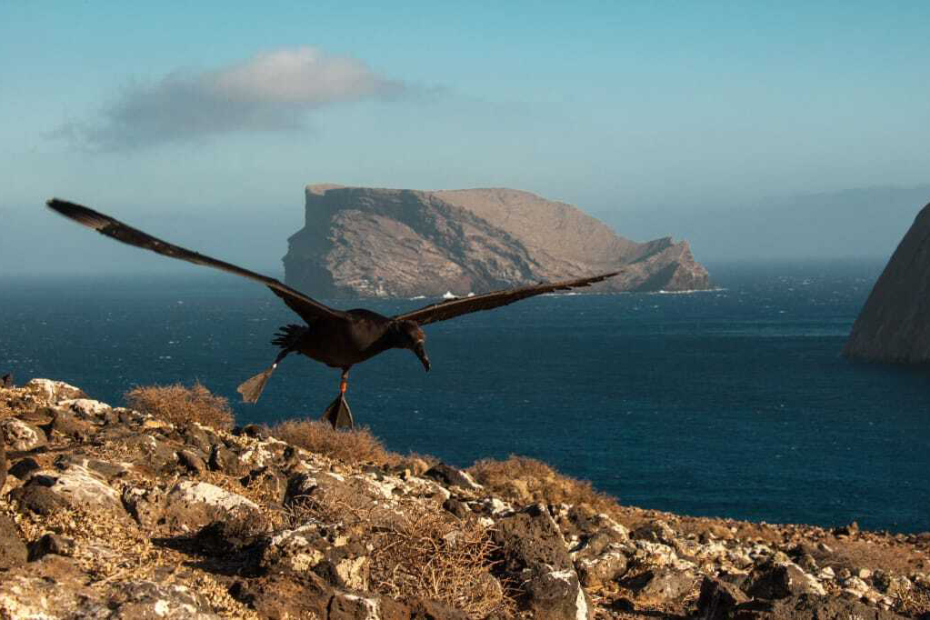 Vuela primer albatros patas negras en Isla Guadalupe de la temporada 2022. © GECI / Cristal Hernández 