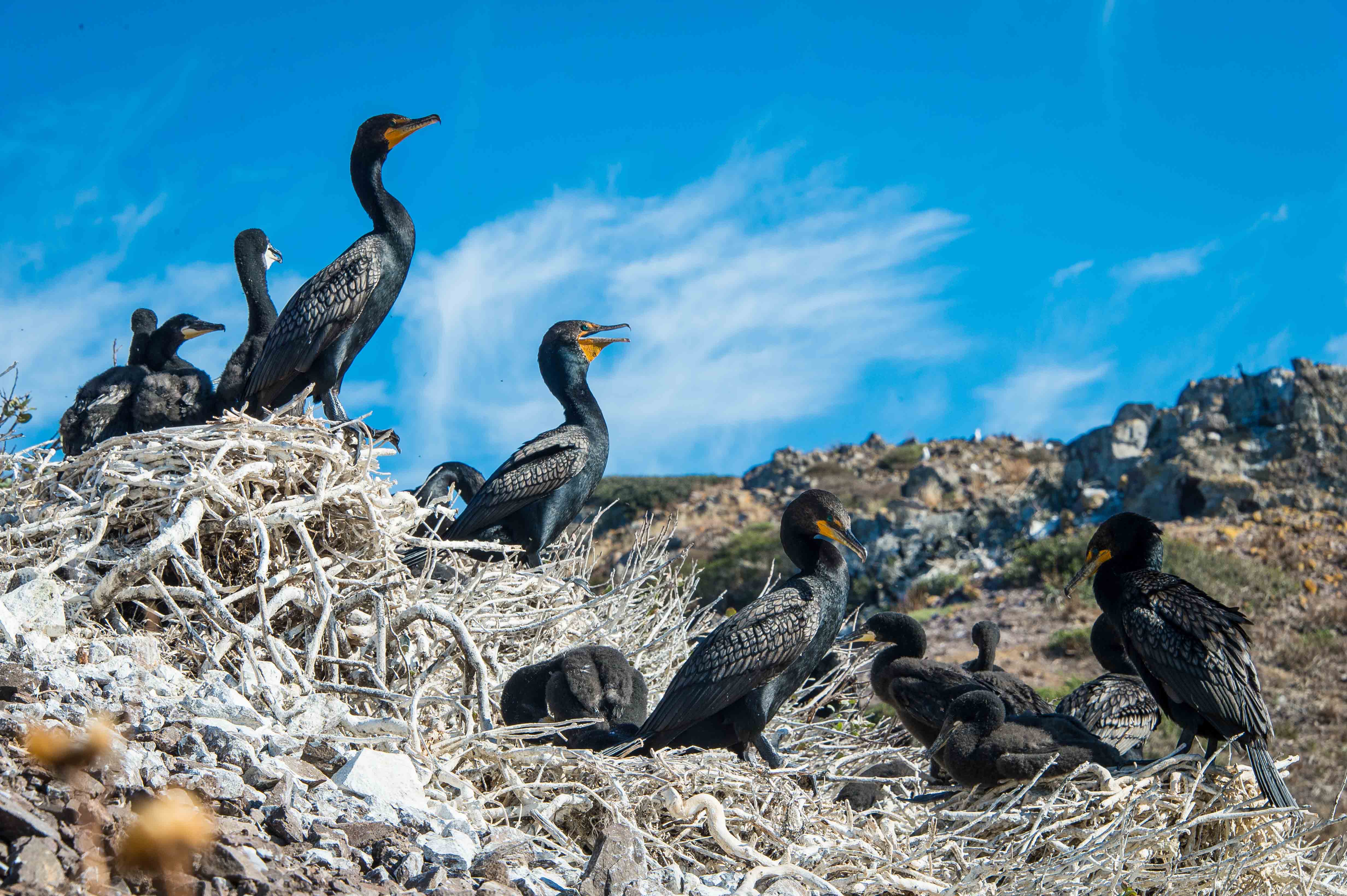 Elegant Tern colony on San Roque Island. © GECI / J.A. Soriano