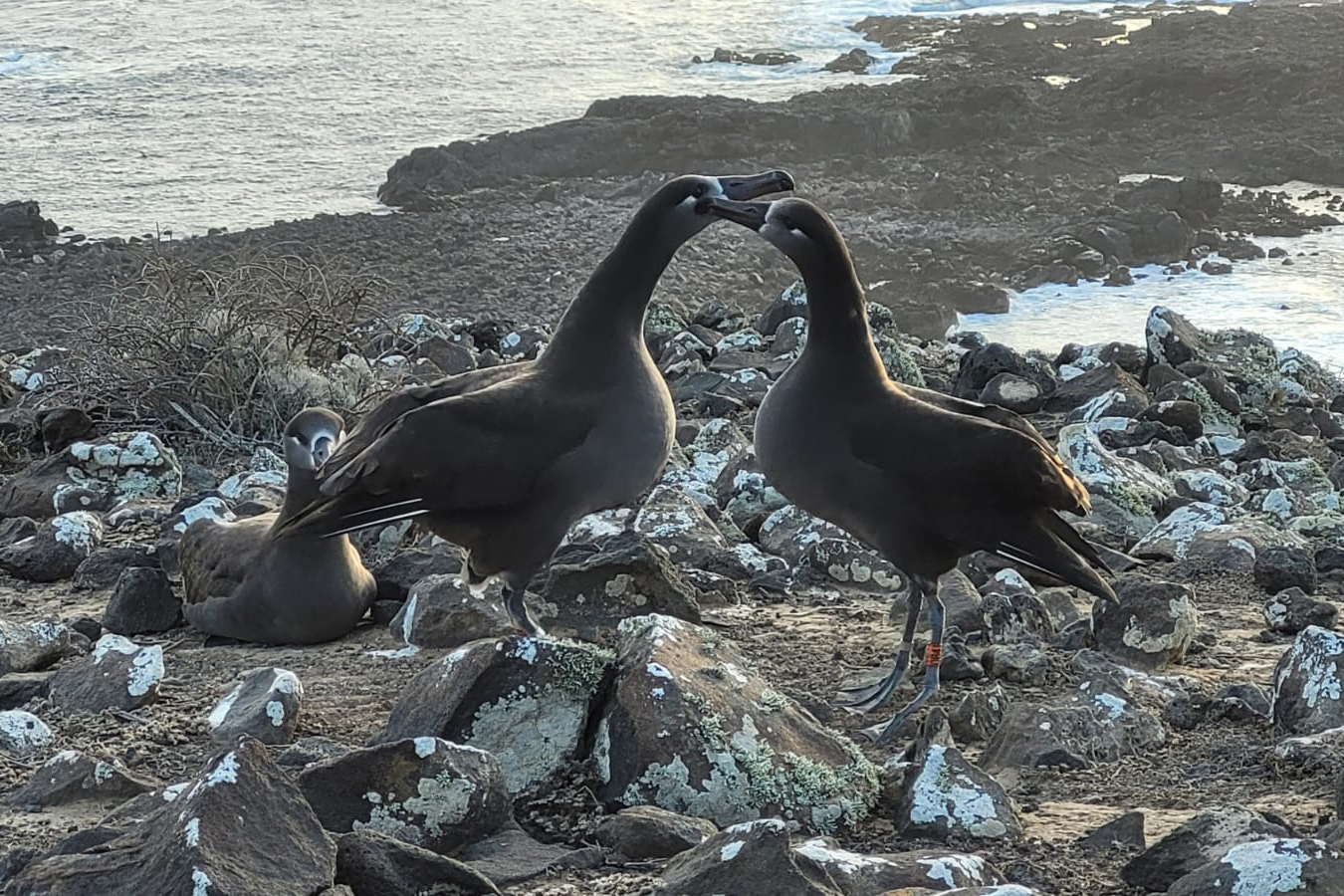 De los 12 albatros patas negras registrados a la fecha, seis son machos y seis son hembras, los cuales empiezan a exhibir comportamiento de apareamiento con su característica danza de cortejo.