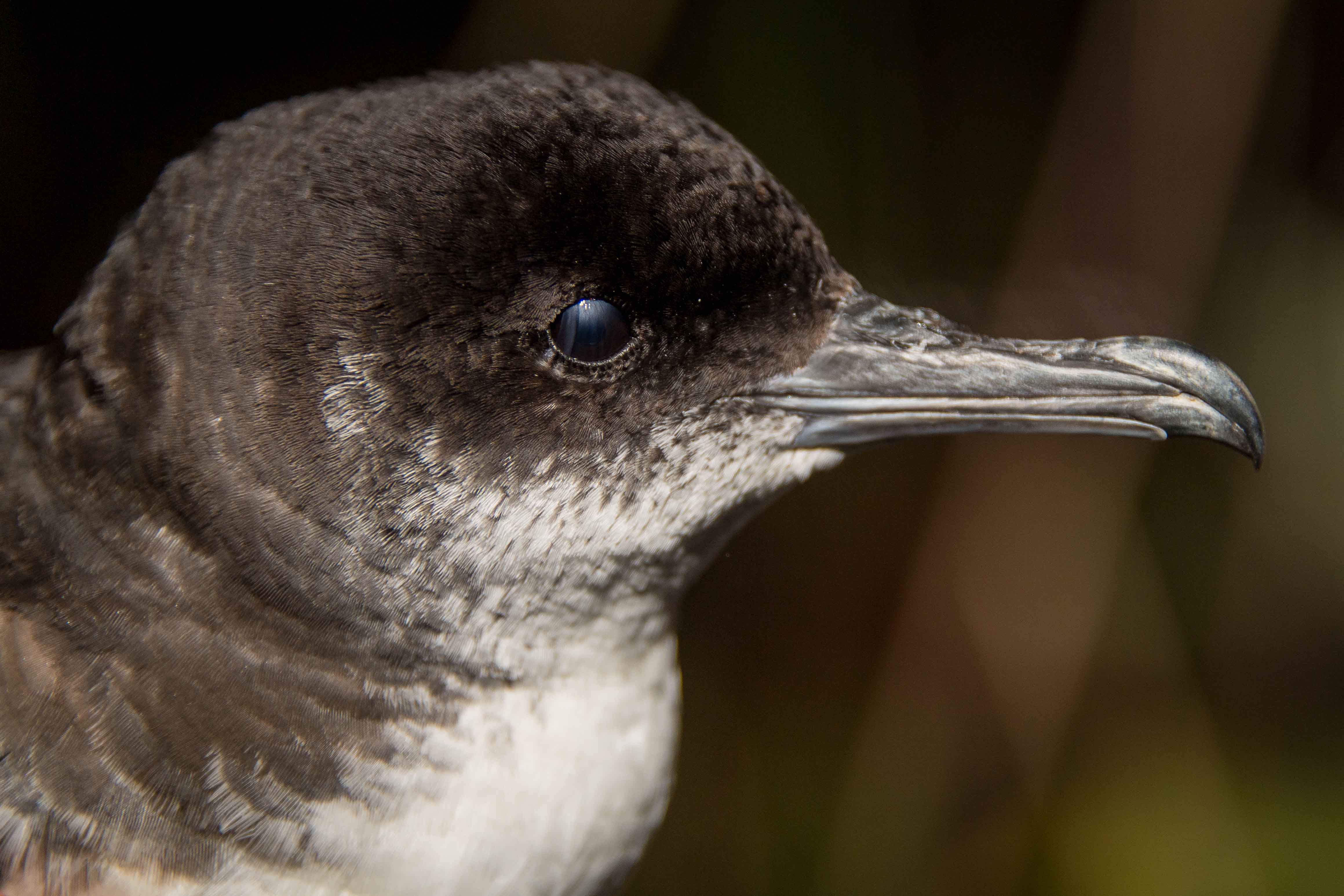 Parde la de Revillagigedo.  © GECI / J.A. Soriano