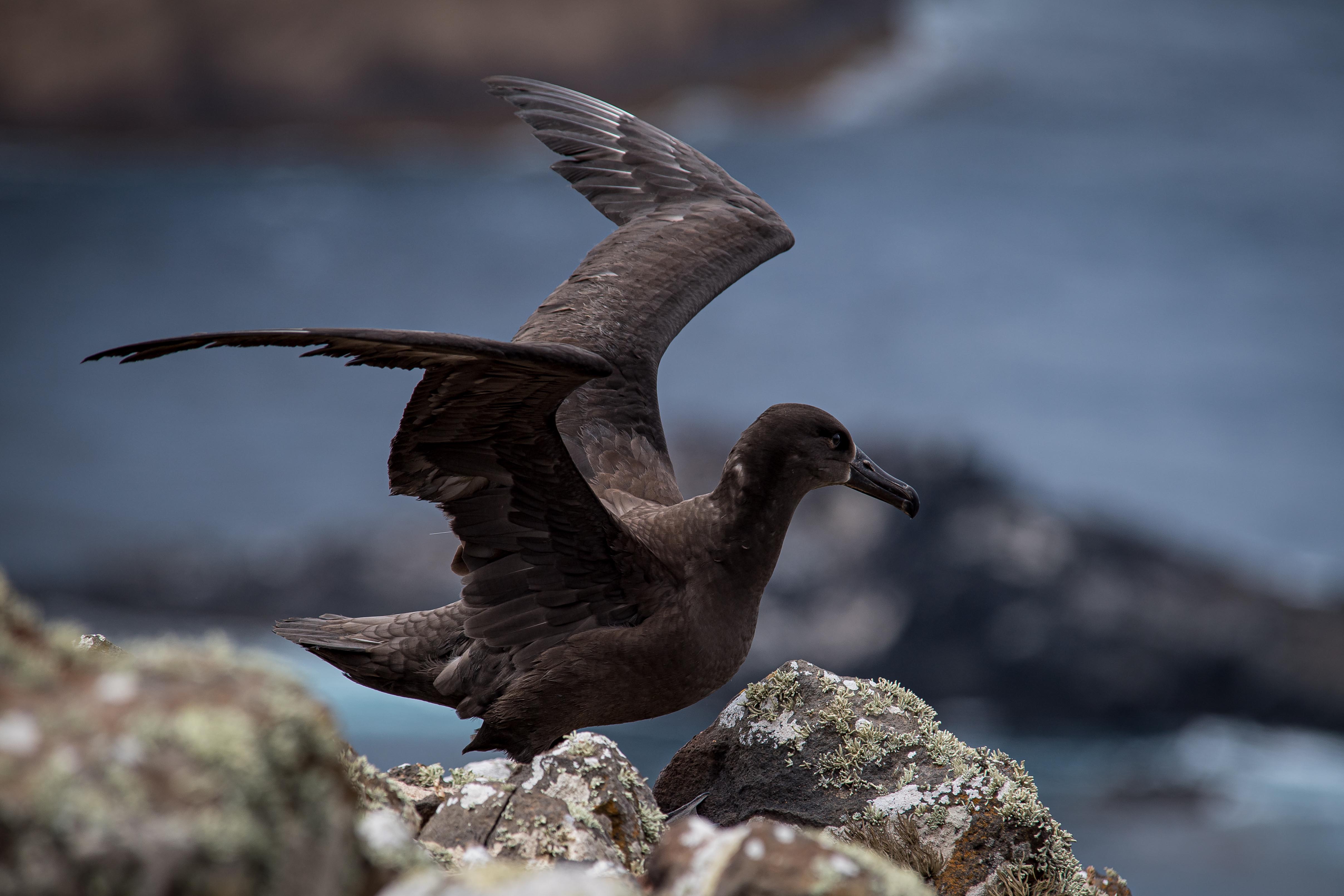 Proyecto binacional para rescatar al albatros patas negras logra un éxito de vuelo del 100 %