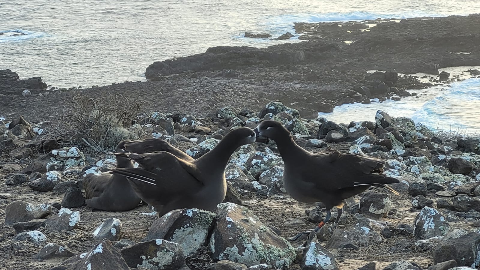 Regresan albatros patas negras a la Reserva de la Biosfera Isla Guadalupe
